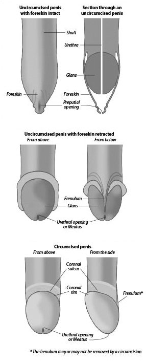 circumcised men